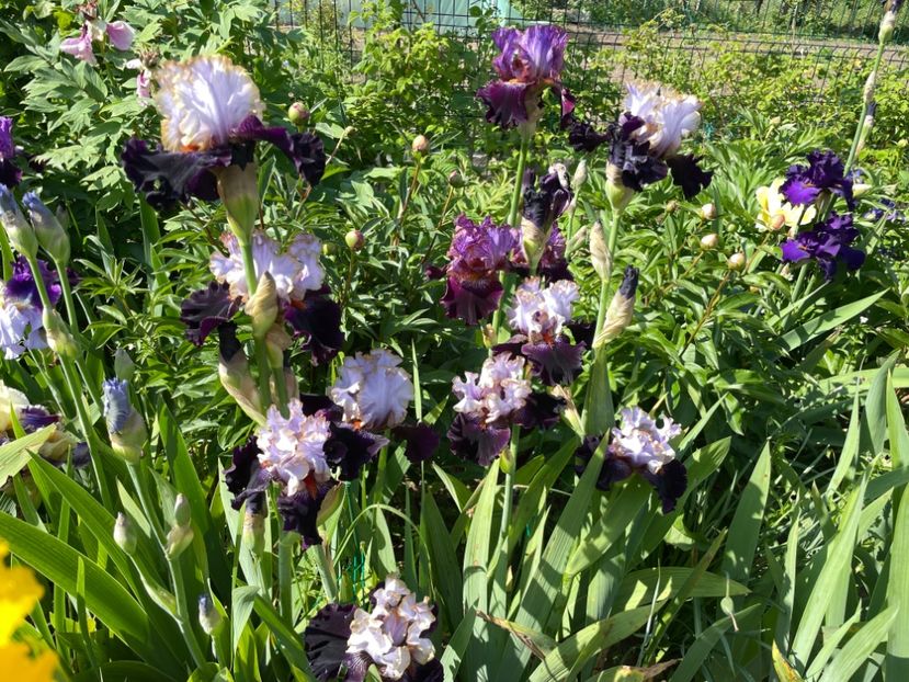 FC6BE5BC-6BA0-442C-8766-3C645727D9EC - 01 Iriși 2023