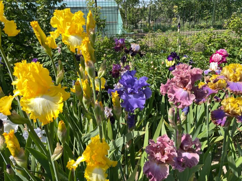 60FDC7E8-1365-4DDA-9896-E2CBC7B79C79 - 01 Iriși 2023