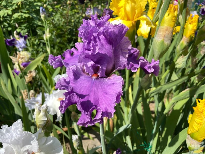 526CFD5A-96C2-4CD4-8B66-2AE53FF617E2 - 01 Iriși 2023