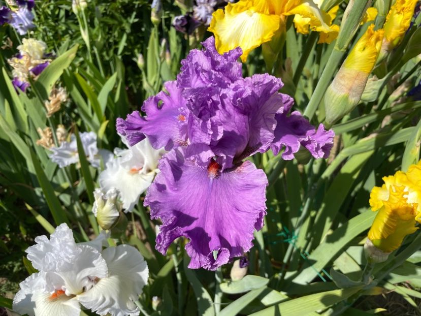 59C92904-782C-4282-BCF5-25DC6648315C - 01 Iriși 2023