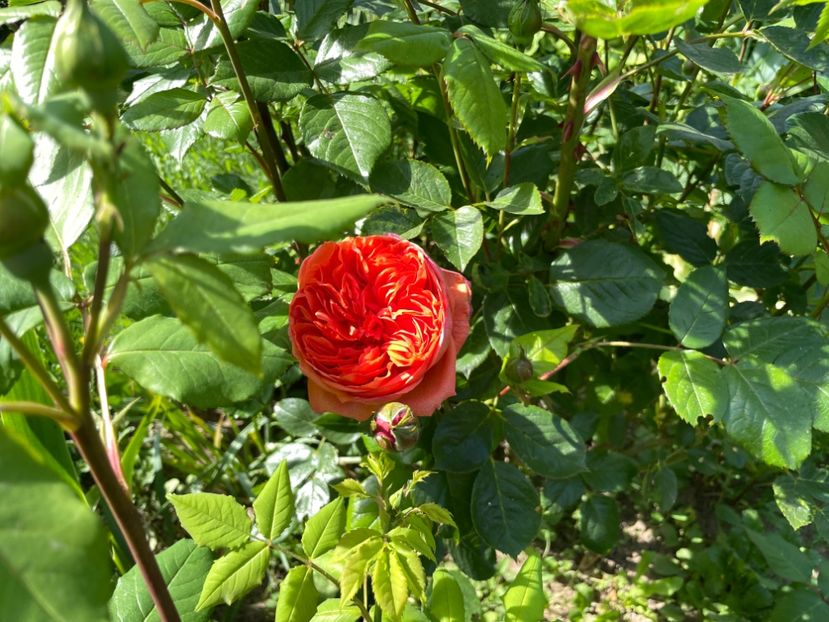 3DFA445C-082C-496C-94B7-23CEF345C2BC - 01 Primăvara 2023