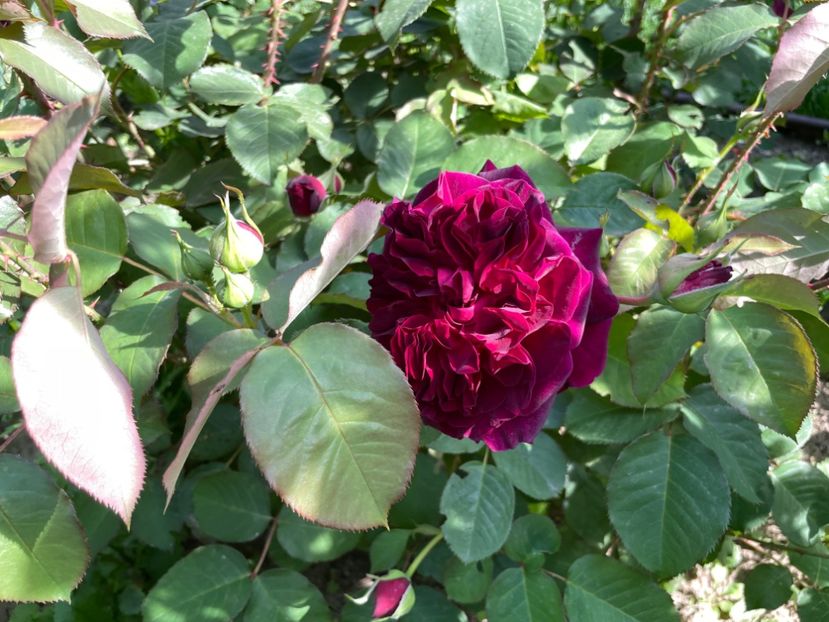 7BEC84A1-3801-4EA7-98ED-7CA349E86236 - 01 Primăvara 2023