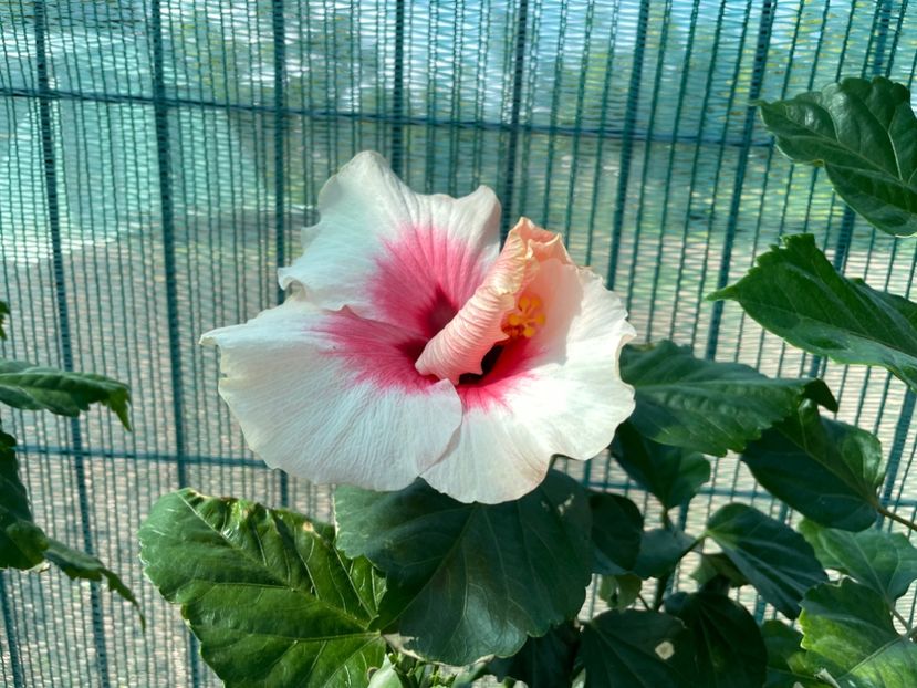 Grace - 001 - Hibiscusi