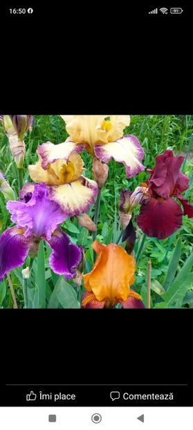 Screenshot_2023-05-19-16-50-28-471_com.facebook.katana - Album 2023 vol 1