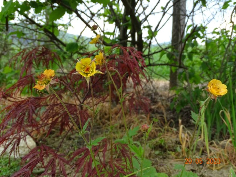 geum Alabama Slammer - Dobarland 2023 2