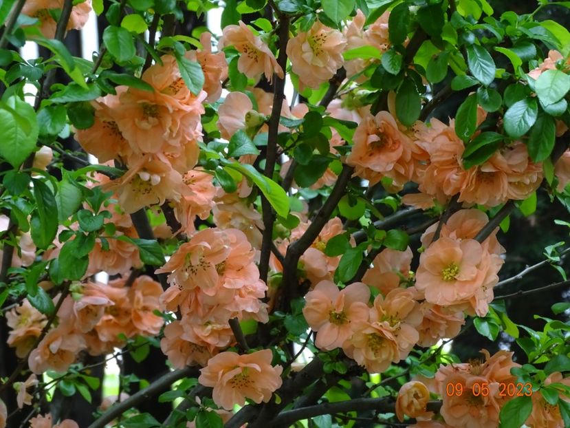  - Copacei si arbusti 2023