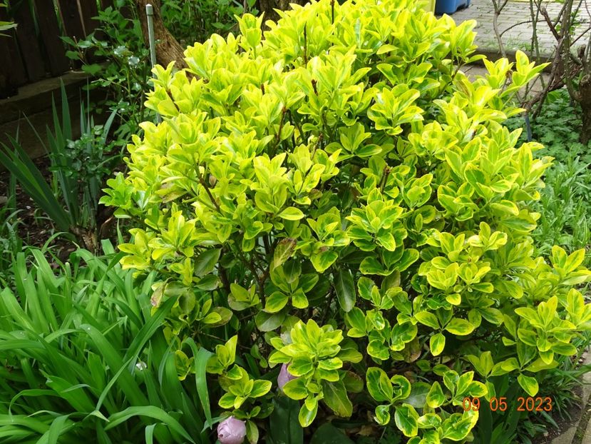  - Copacei si arbusti 2023