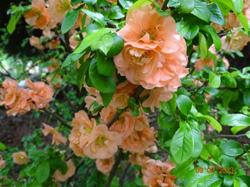  - Copacei si arbusti 2023