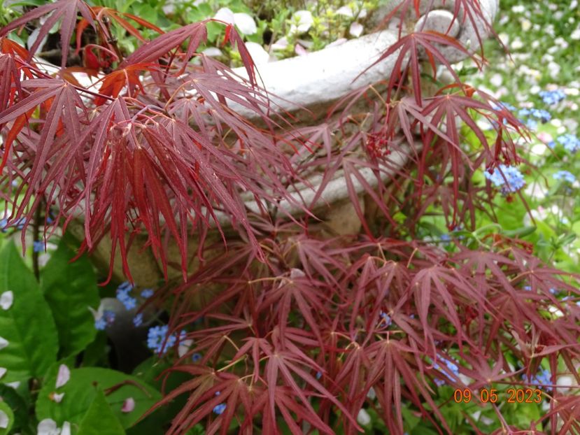  - Copacei si arbusti 2023