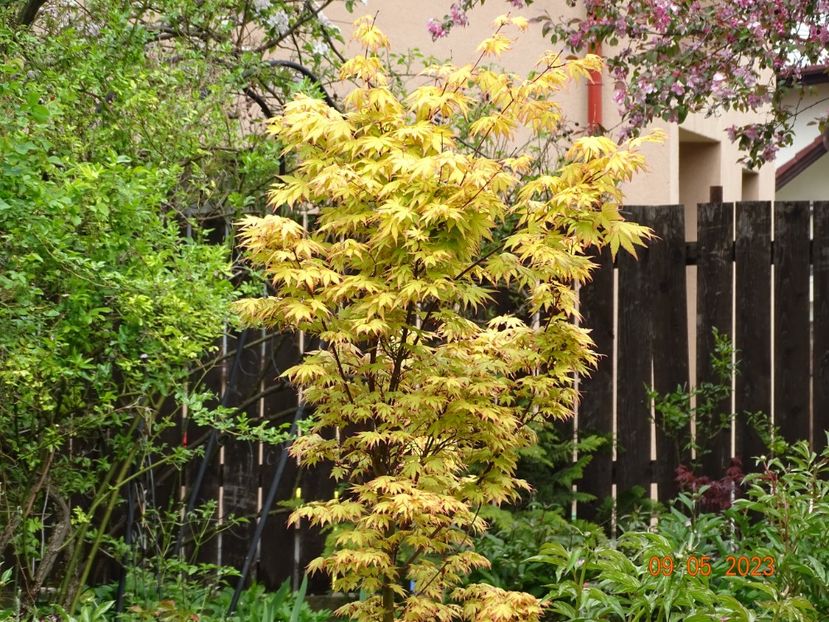  - Copacei si arbusti 2023