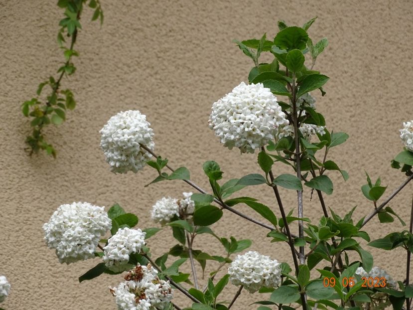  - Copacei si arbusti 2023