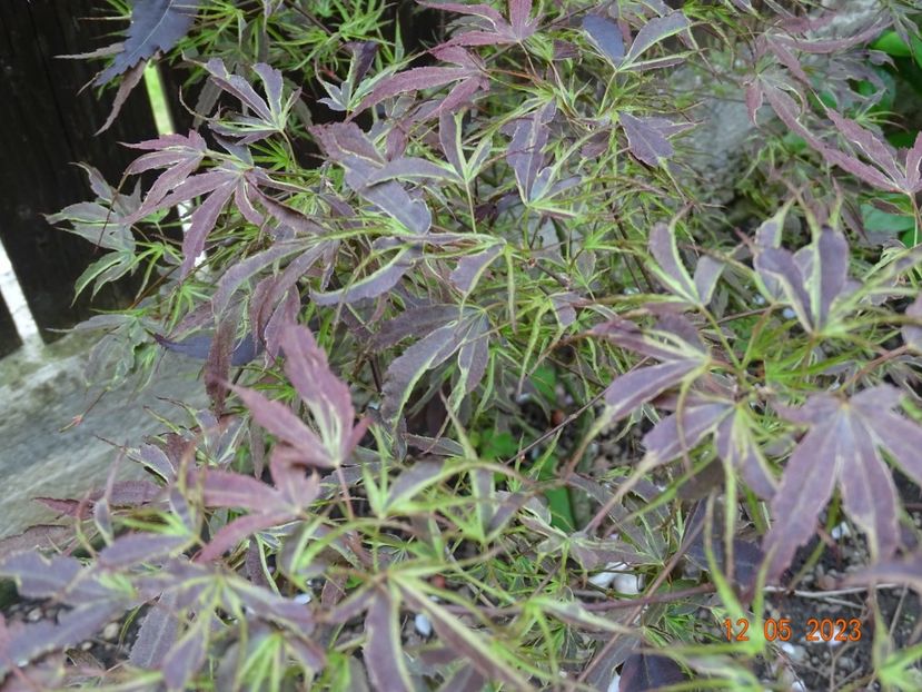  - Copacei si arbusti 2023