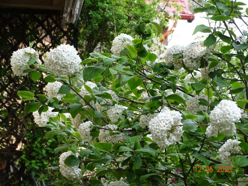  - Copacei si arbusti 2023