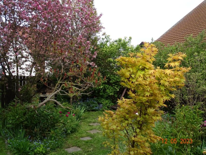  - Copacei si arbusti 2023