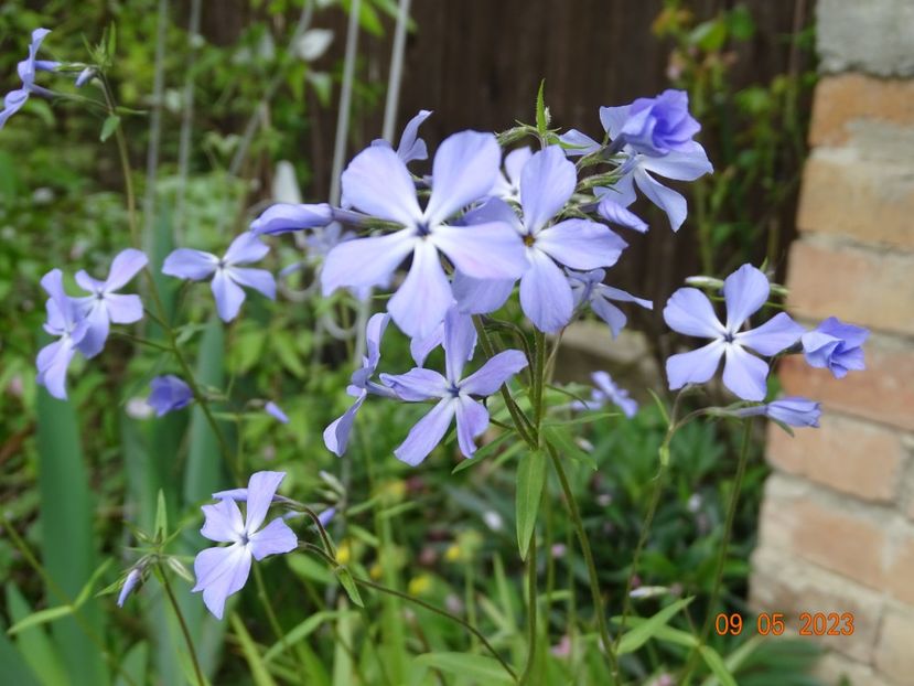 - Phlox 2023