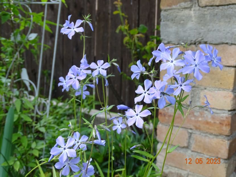  - Phlox 2023
