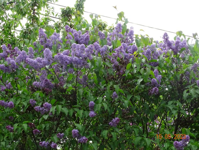  - Copacei si arbusti 2023