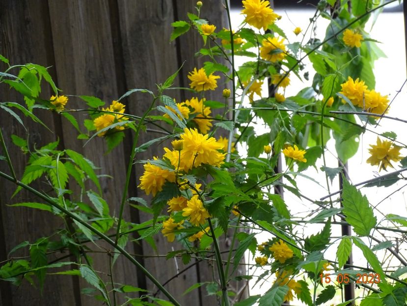  - Copacei si arbusti 2023