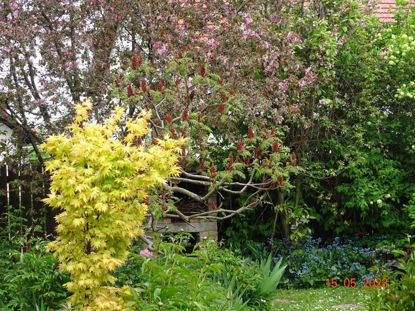  - Copacei si arbusti 2023