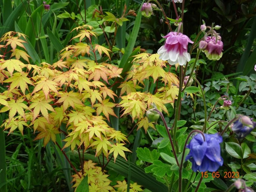  - Copacei si arbusti 2023