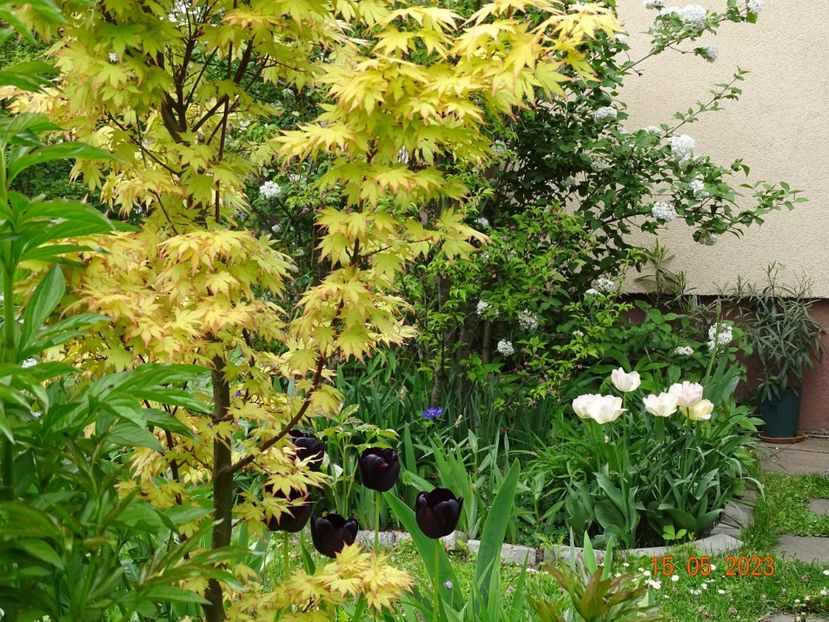  - Copacei si arbusti 2023