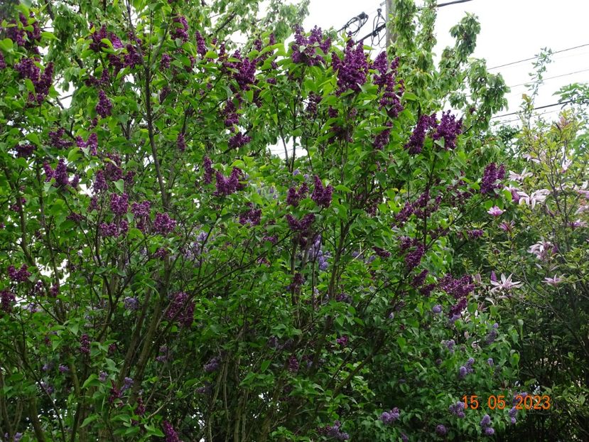  - Copacei si arbusti 2023