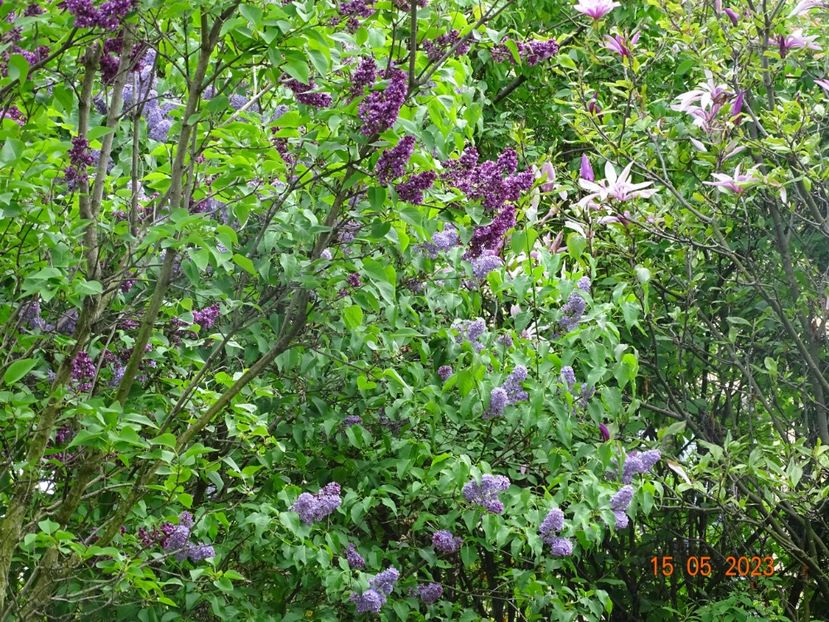  - Copacei si arbusti 2023