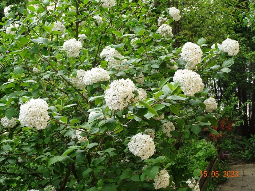  - Copacei si arbusti 2023