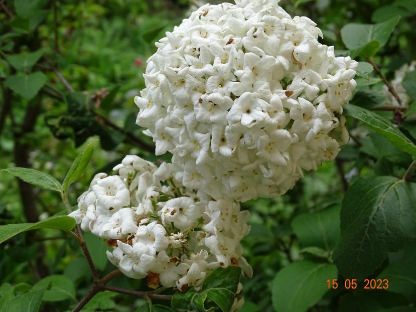  - Copacei si arbusti 2023