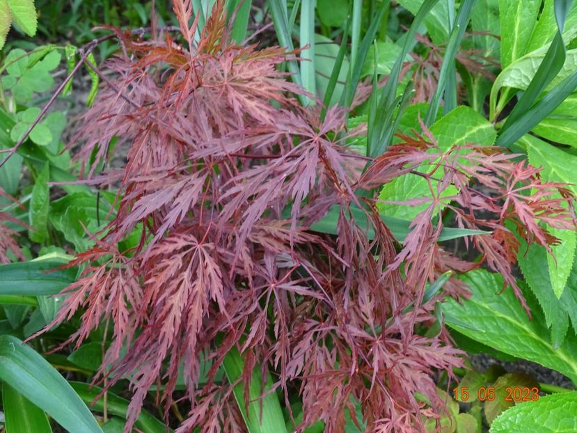  - Copacei si arbusti 2023