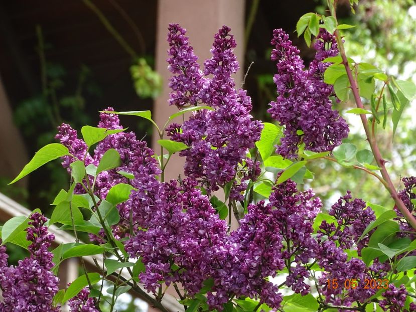  - Copacei si arbusti 2023