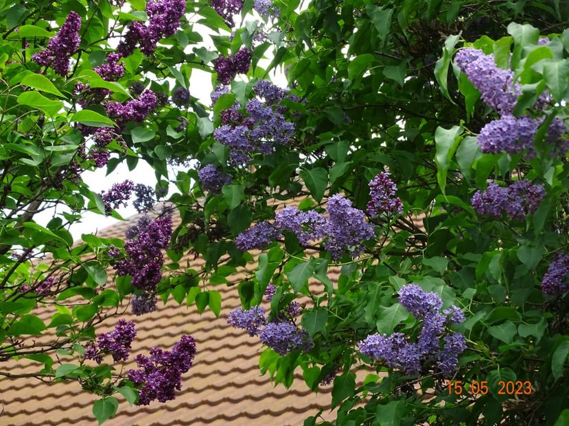  - Copacei si arbusti 2023