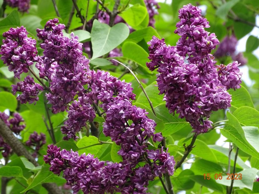  - Copacei si arbusti 2023