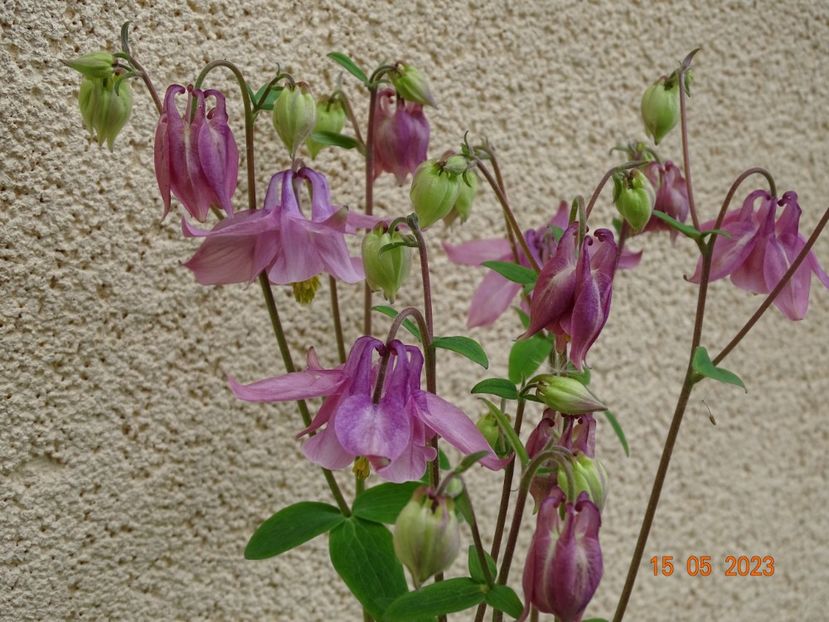  - Aquilegia 2023