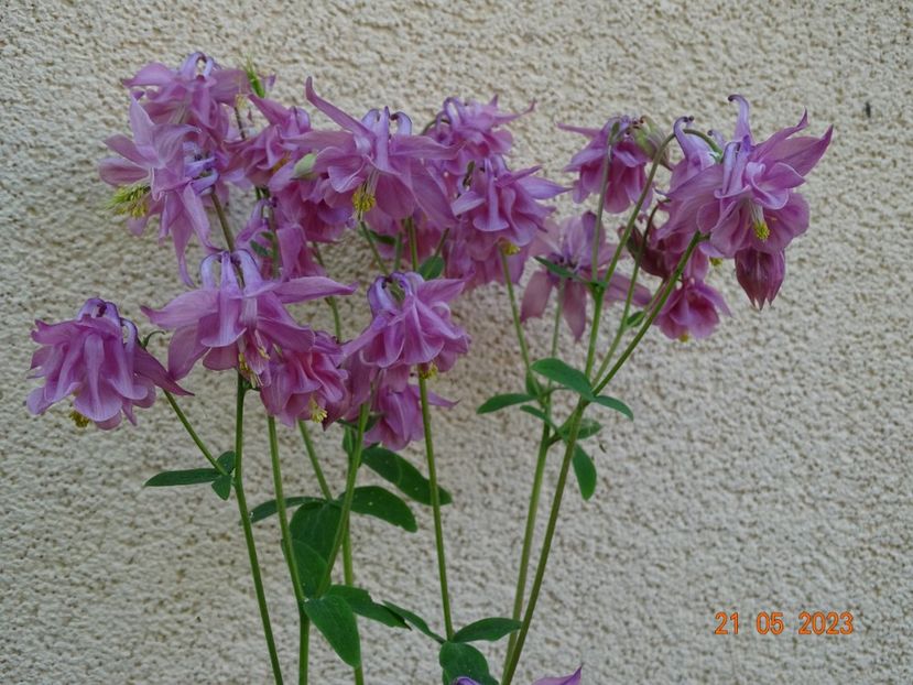  - Aquilegia 2023