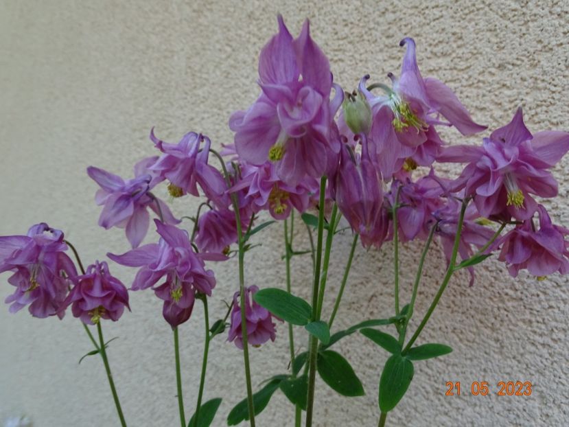  - Aquilegia 2023