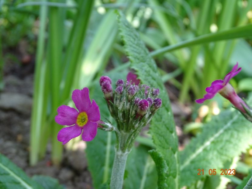 primula beesiana - Primule 2023