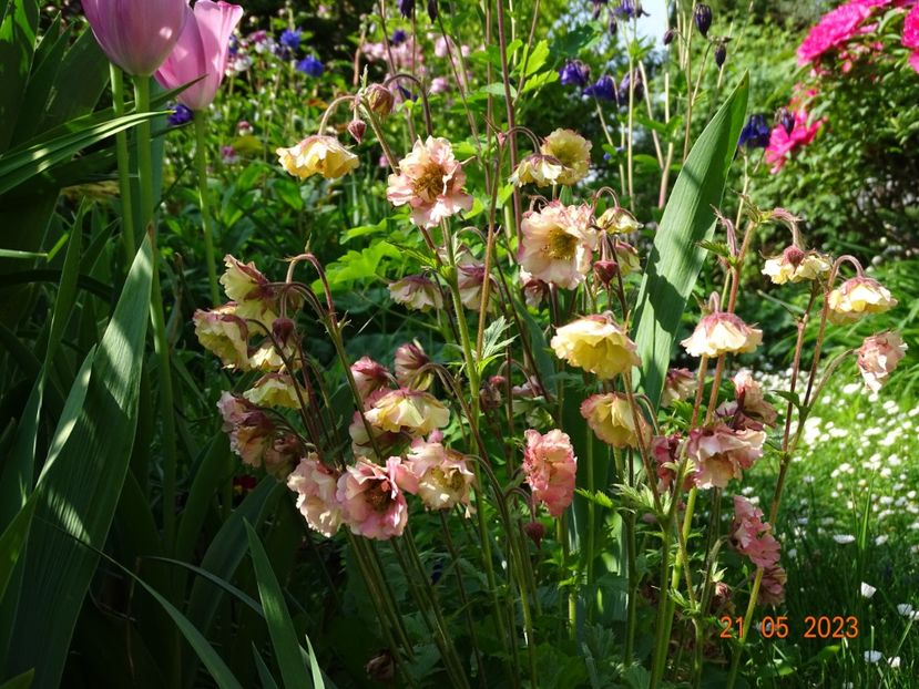 geum Petticoat Peach - Primavara 2023