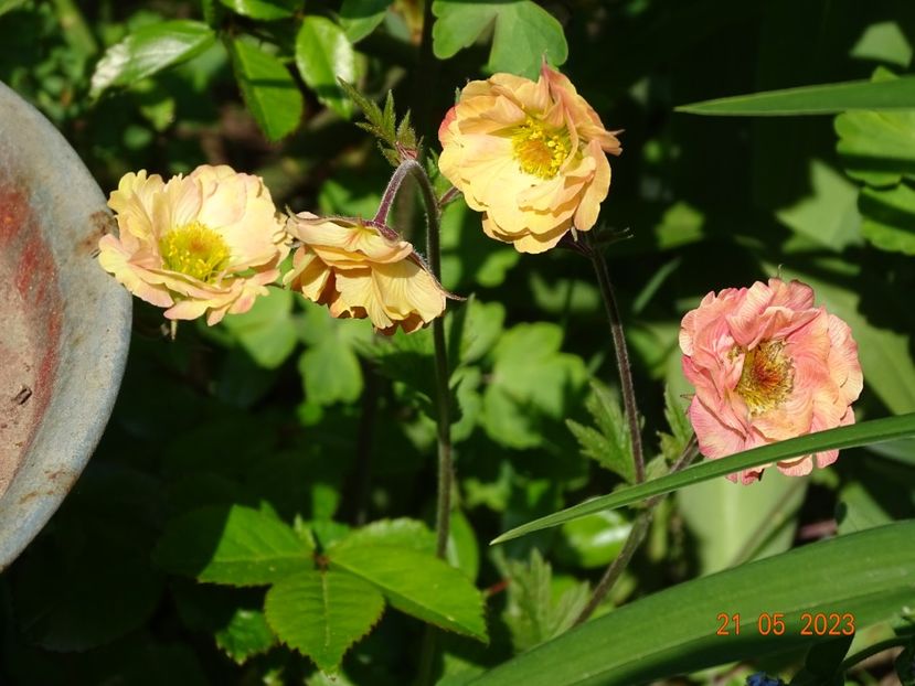 geum Mai Tai - Primavara 2023