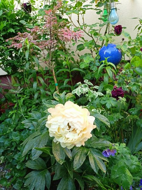  - Grădina 2023 continuare 2