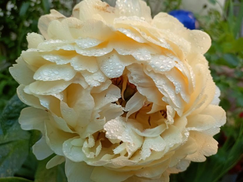  - Grădina 2023 continuare 2