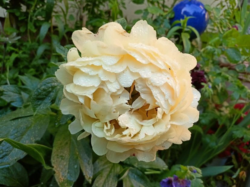  - Grădina 2023 continuare 2