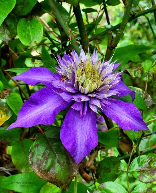 Clematis Multi Blue - Clematis Multi Blue