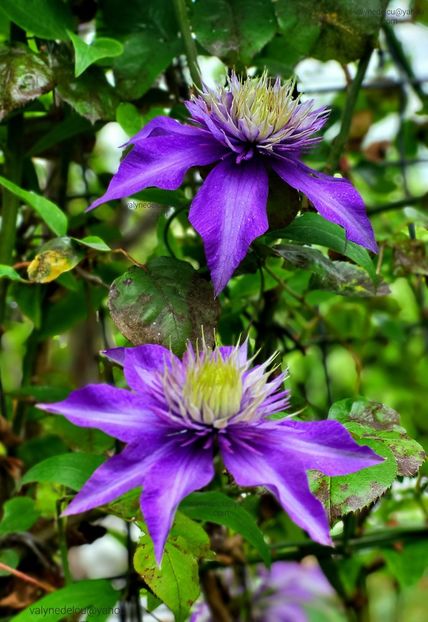 Clematis Multi Blue - Clematis Multi Blue