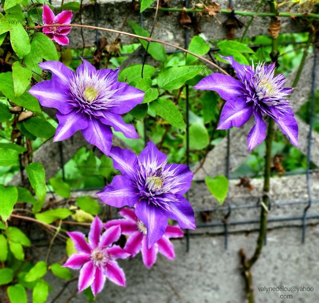 Clematis Multi Blue - Clematis Multi Blue