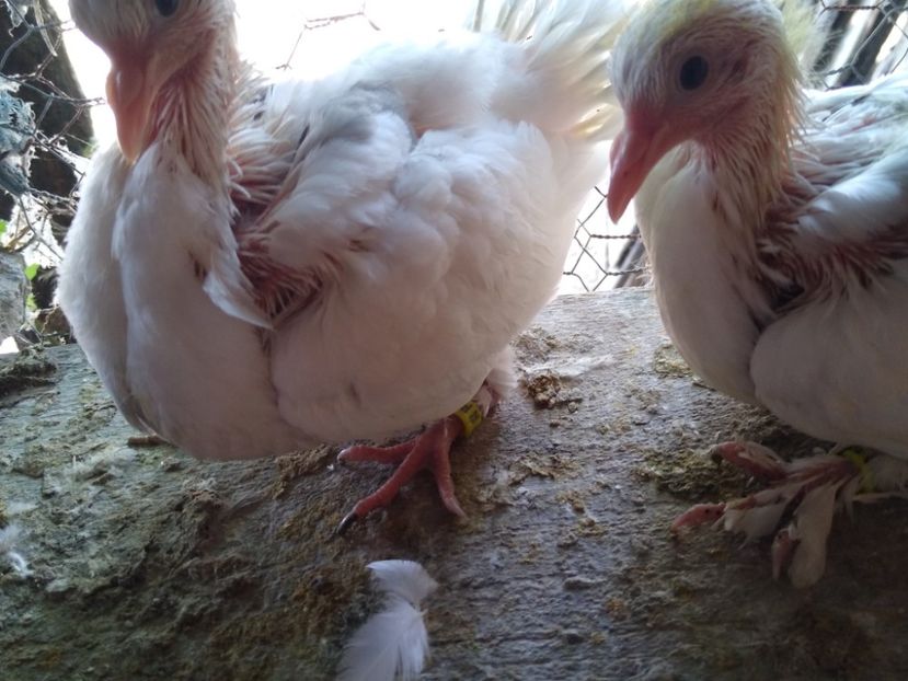 Voltați may 2023 - Voltați