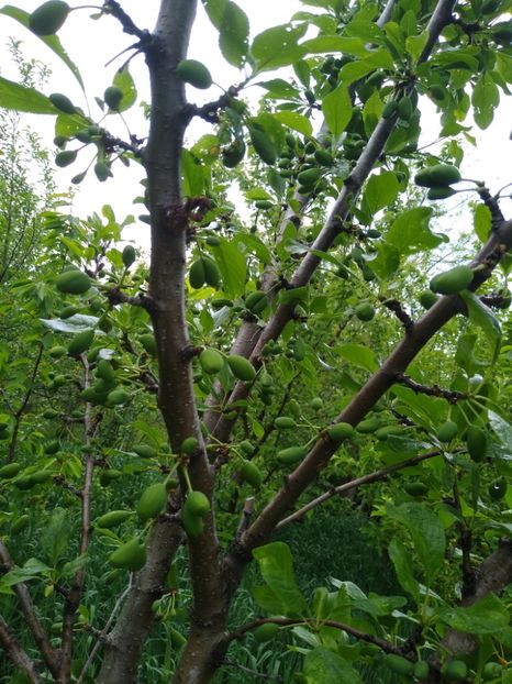 Prune Stanley - Gradina