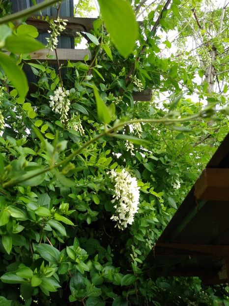 Floare de salcam - Gradina