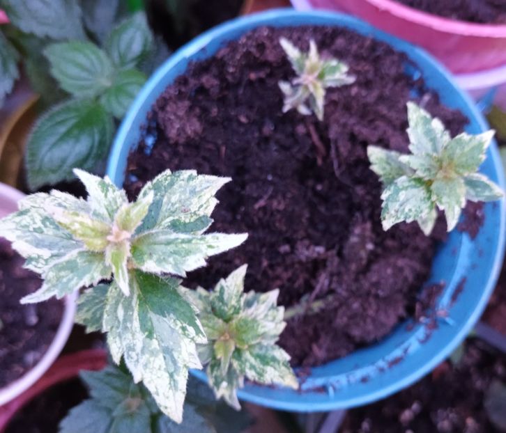 Guadalupe - Achimenes și Achimenantha 2023