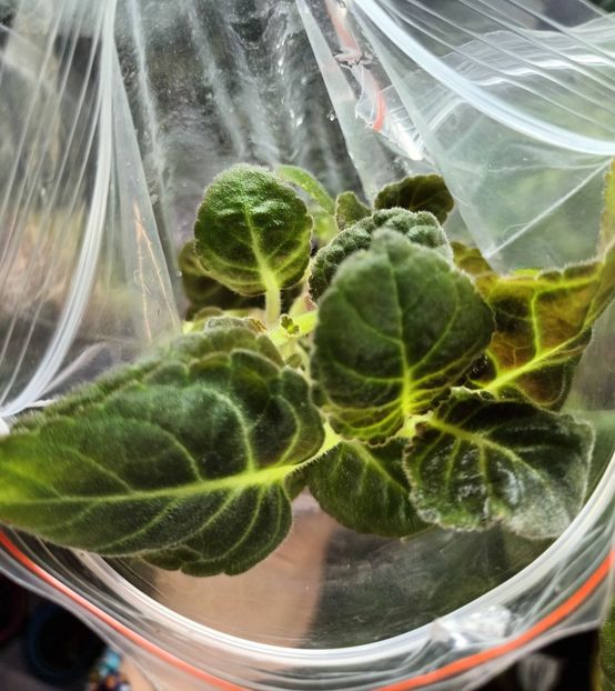 Iezii au crescut ;) - Achimenes si alte gesneriaceae - la studiat